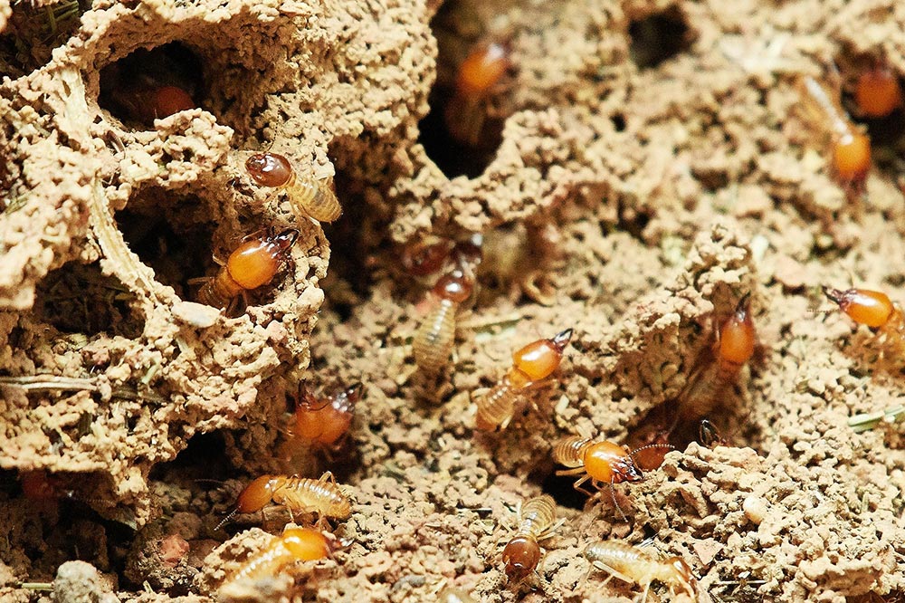 diagnostic termite diagnostiqueur immobilier Royan Cognac